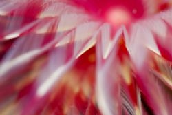 tube worm close-up. I love the colours. by Erika Antoniazzo 